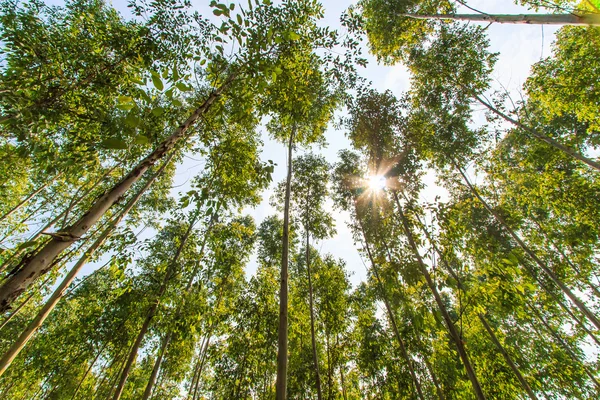 Bosque de eucalipto — Foto de Stock