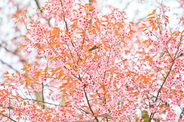 Kirschblüte — Stockfoto