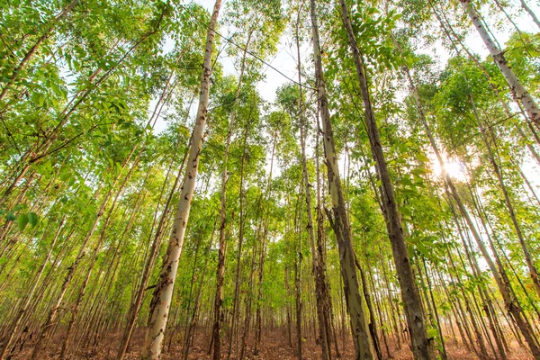 Floresta de eucalipto — Fotografia de Stock