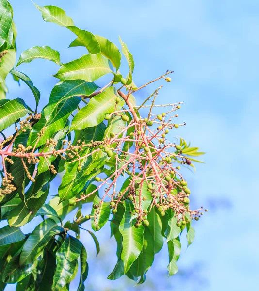 Bouquet of mango — Stock Photo, Image