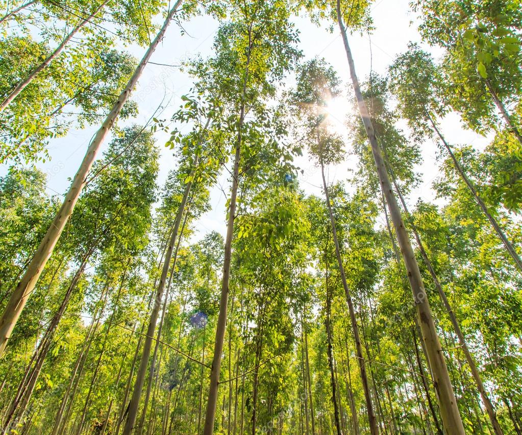 Eucalyptus forest