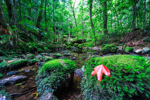 Maple leaf In the green forest during autumn — Stock Photo, Image