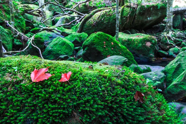 Liść klonowy w zielonym lesie jesienią — Zdjęcie stockowe
