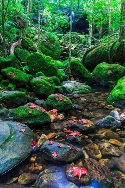 Feuille d'érable Dans la forêt verte en automne — Photo