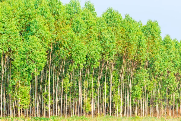 Эвкалиптовый лес — стоковое фото