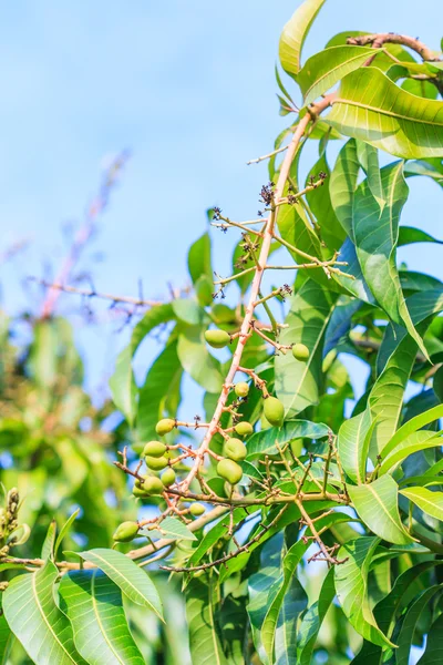 Bouquet of mango — Stock Photo, Image