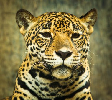 Jaguar portre