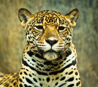 Jaguar portre
