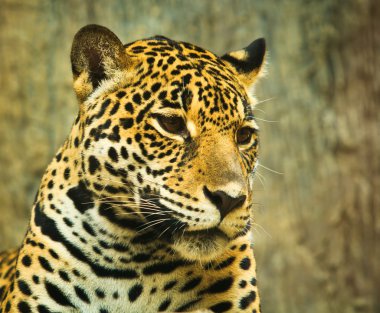 Jaguar portre