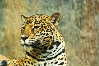 Jaguar portre