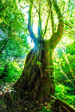 Yeşil orman güneş ışığı