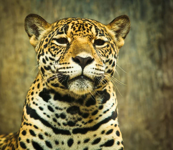 Retrato de Jaguar — Fotografia de Stock