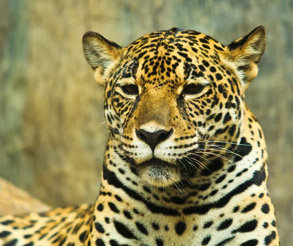 Jaguar portrait — Stock Photo, Image