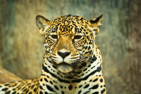 Jaguar portrait — Stock Photo, Image