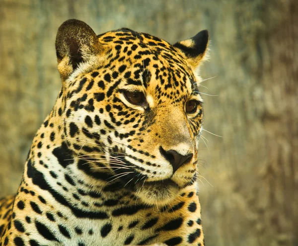 Retrato de Jaguar — Fotografia de Stock