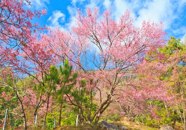 Körsbärsblomma — Stockfoto