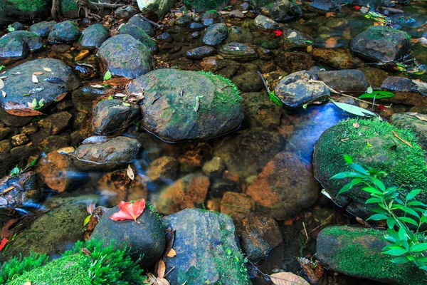 Кленовый лист В зеленом лесу осенью — стоковое фото