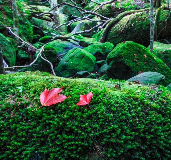 Feuille d'érable Dans la forêt verte en automne — Photo