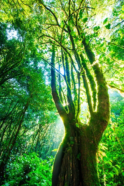 Cahaya matahari di hutan hijau — Stok Foto