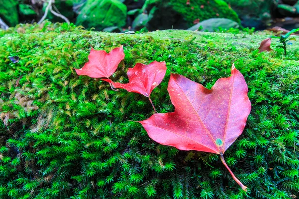 Maple leaf In the green forest during autumn — Stock Photo, Image