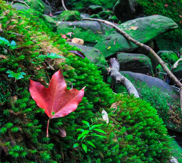 Ahornblatt im Herbst im grünen Wald — Stockfoto