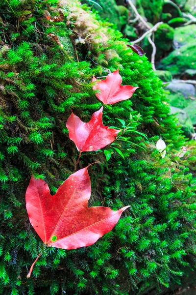 Maple leaf In the green forest during autumn — Stock Photo, Image