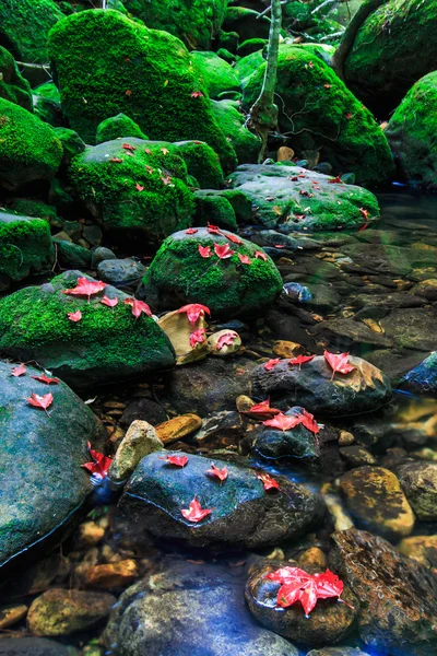 Ahornblatt im Herbst im grünen Wald — Stockfoto
