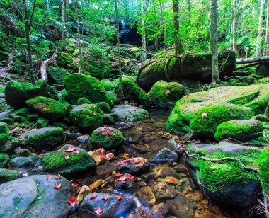 Akçaağaç yaprağı yeşil orman sonbahar sırasında