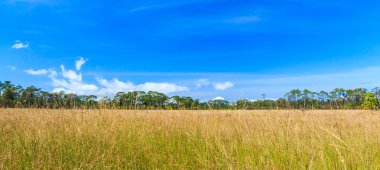 Çayır manzara otlak