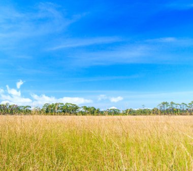 Çayır manzara otlak