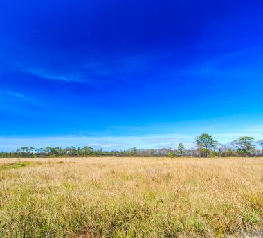 Çayır manzara otlak