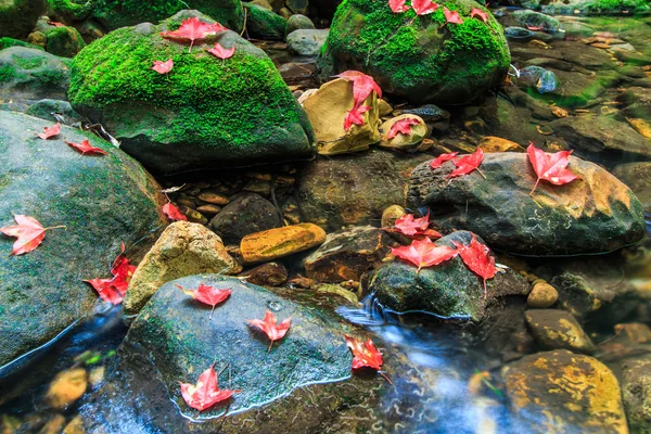 Folha de bordo Na floresta verde durante o outono — Fotografia de Stock