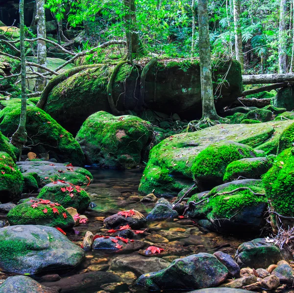 Akçaağaç yaprağı yeşil orman sonbahar sırasında — Stok fotoğraf