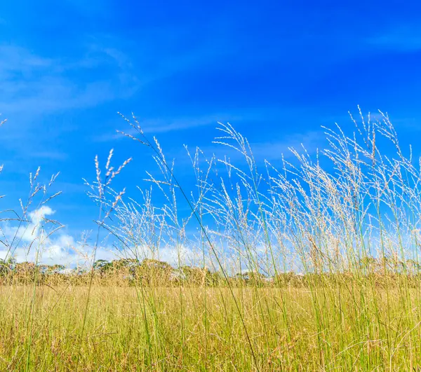 Meadow landscape grassland — Stock Photo, Image