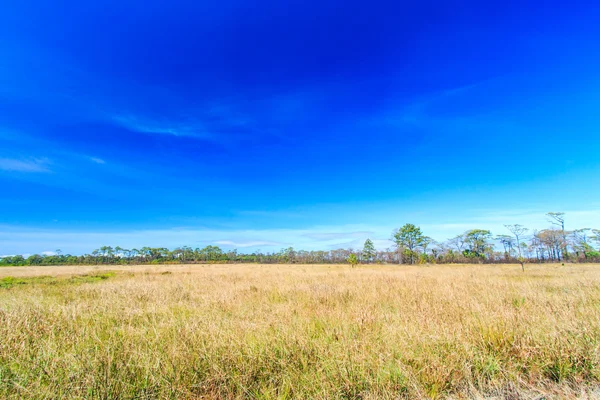 Ängen landskap gräsmark — Stockfoto