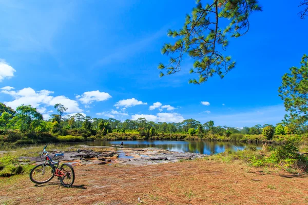 Green nature landscape with pine on a lake — Stock Photo, Image