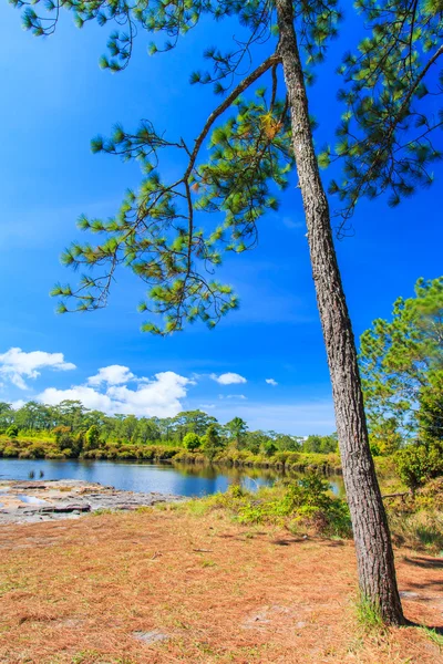 Groene natuur landschap met pijnbomen op een meer — Stockfoto
