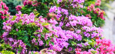 Bougainvillea çiçek