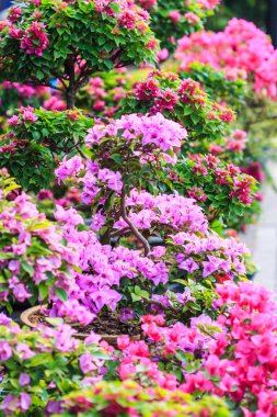 Bougainvillea çiçek