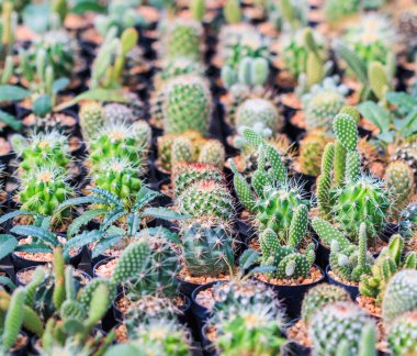 Tenceredeki kaktüs bitkisi