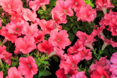 Canlı pembe petunyaların çiçek