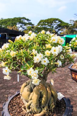 Çöl çiçeği, adenium obesum