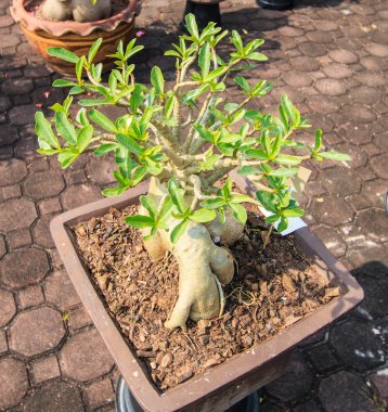 Çöl çiçeği, adenium obesum