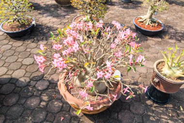 Çöl çiçeği, adenium obesum