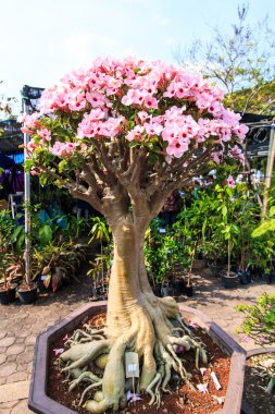 Çöl çiçeği, adenium obesum