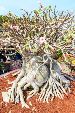 Çöl çiçeği, adenium obesum