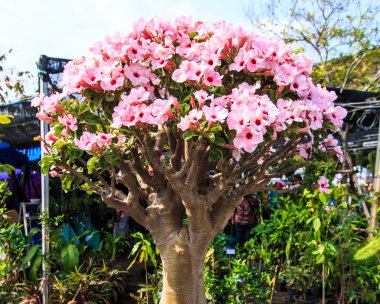 Çöl çiçeği, adenium obesum