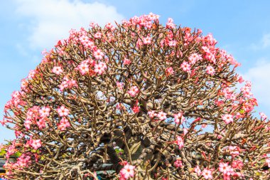 Çöl çiçeği, adenium obesum