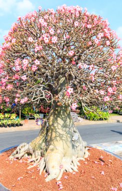 Çöl çiçeği, adenium obesum