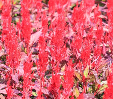 renkli cockscomb çiçek